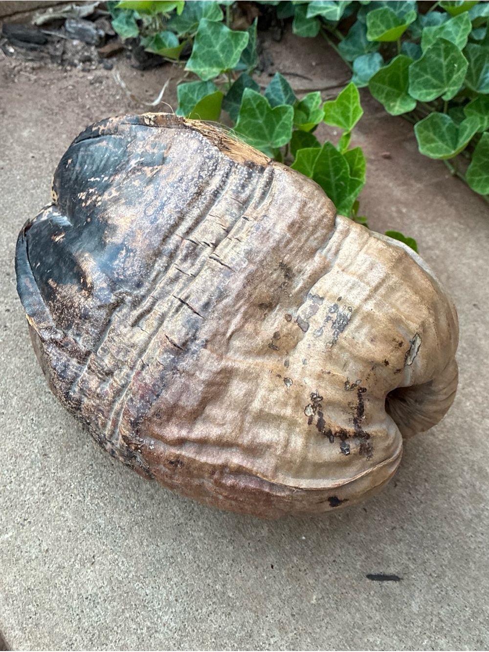 Natural Coconut Shell - Dark Brown/Black Natural Cabinet of Curiosities - Picture 5 of 12